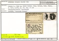 Karteikarte zum Holotyp von Robulina foliata Stache, 1864